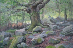 Holm oak - Edwin Grissen